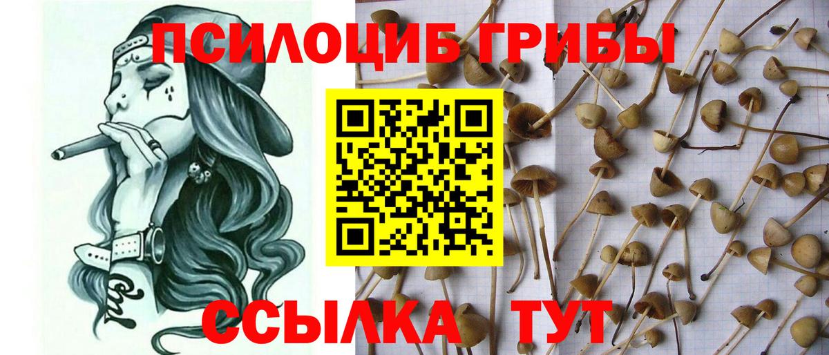 Волоколамск  где купить наркотик  Вход с VPN  Псилоцибиновые грибы мицелий 